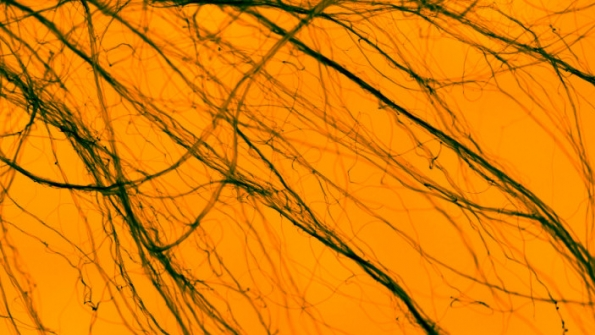 Image courtesy of Mattxb Creative Commons