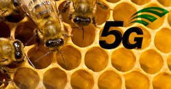 5G bees 5G bees