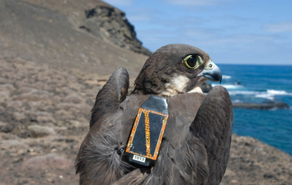 To track birds a MEMSbased system houses a solarpowered GPS tag with rechargeable batteries a triaxial accelerometer twoway data communication to a groundstation network and automated data processing and visualization
