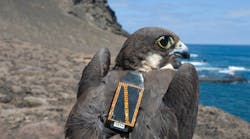 To track birds, a MEMS-based system houses a solar-powered GPS tag with rechargeable batteries, a tri-axial accelerometer, two-way data communication to a ground-station network, and automated data processing and visualization.