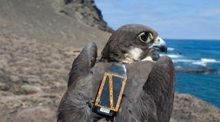 To track birds, a MEMS-based system houses a solar-powered GPS tag with rechargeable batteries, a tri-axial accelerometer, two-way data communication to a ground-station network, and automated data processing and visualization.