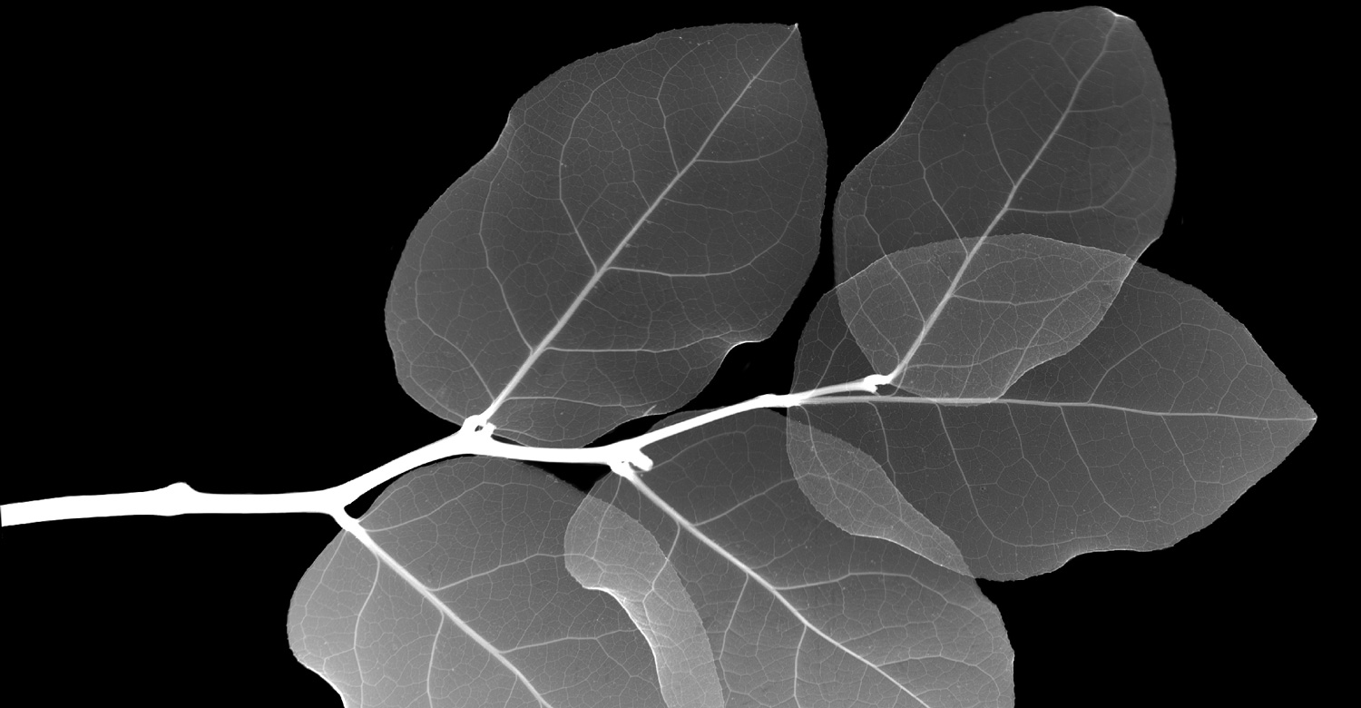 Terahertz Imaging Reveals Water Flow in Plant Leaves