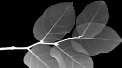 Terahertz Imaging Reveals Water Flow in Plant Leaves