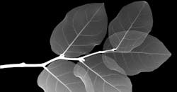 Terahertz Imaging Reveals Water Flow in Plant Leaves Terahertz Imaging Reveals Water Flow in Plant Leaves