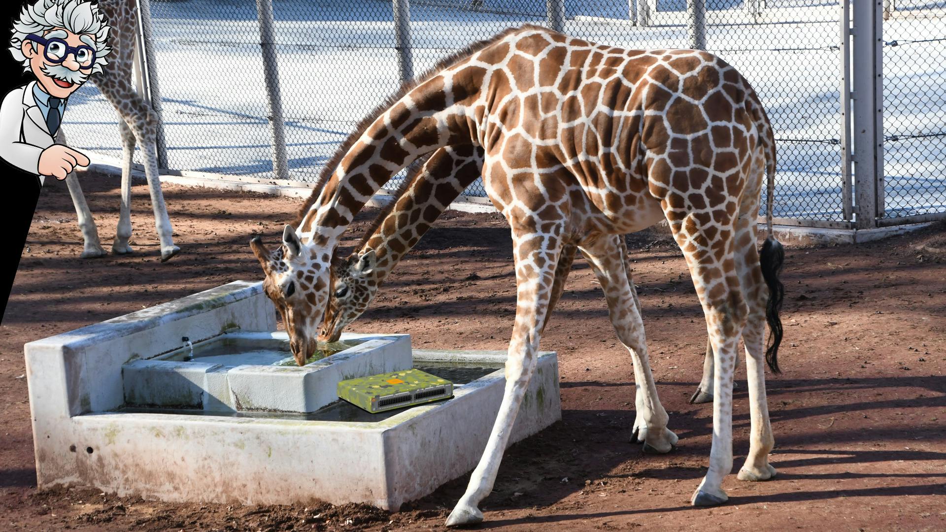 Giraffes at a metropolitan zoo drink from a trough without the distraction of the DAQ device in their enclosure.