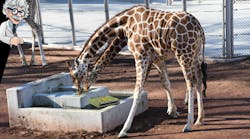 Giraffes at a metropolitan zoo drink from a trough without the distraction of the DAQ device in their enclosure. Giraffes at a metropolitan zoo drink from a trough without the distraction of the DAQ device in their enclosure.