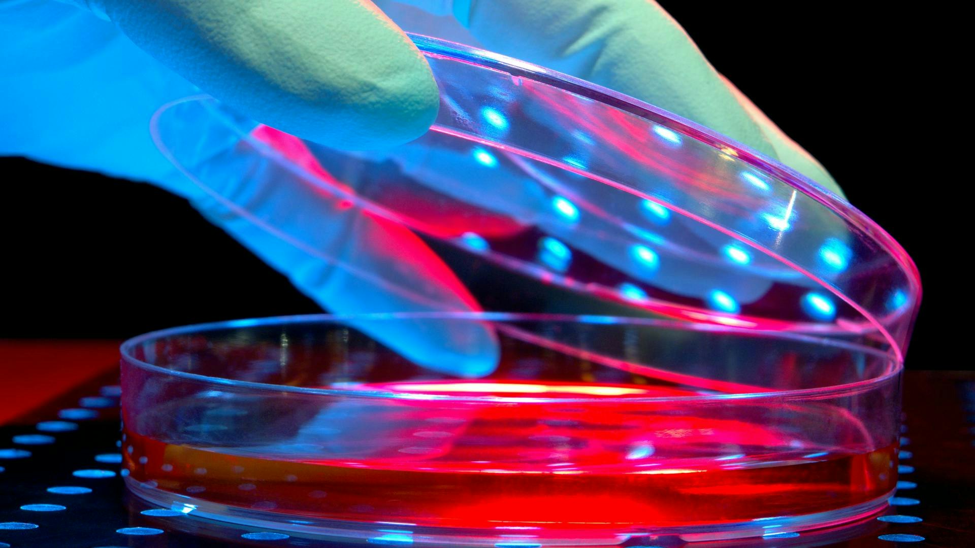 6966ba948ac9955c1c5e555d Petridish Dreamstime L 12574137