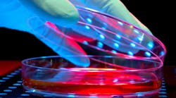 petridish_dreamstime_l_12574137 petridish_dreamstime_l_12574137